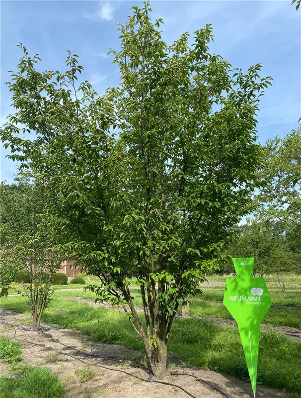 Prunus yedoensis
