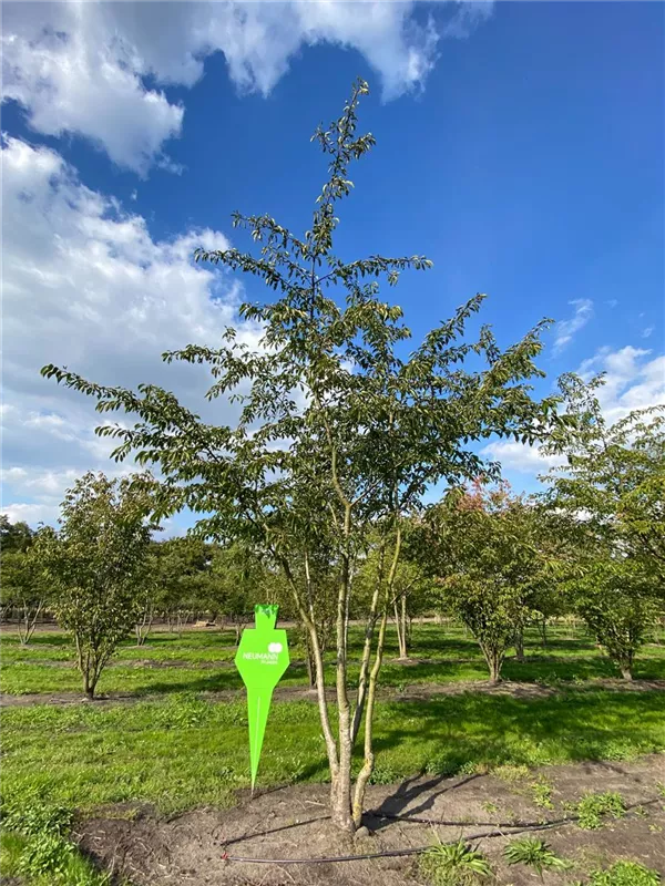 Prunus subhirtella 'Accolade'