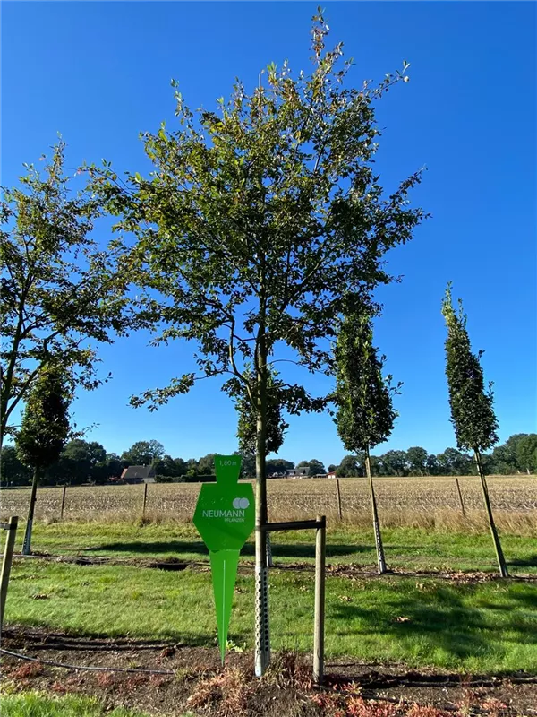 Amelanchier 'Ballerina'