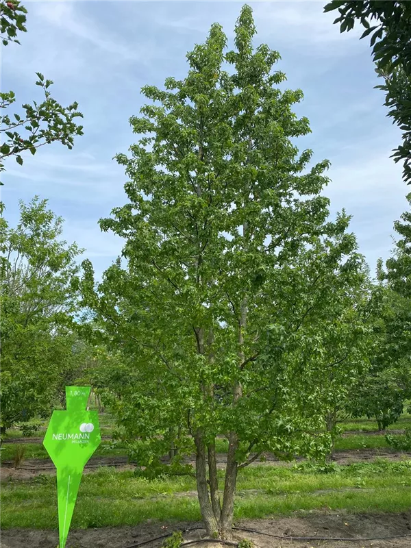 Liquidambar styraciflua