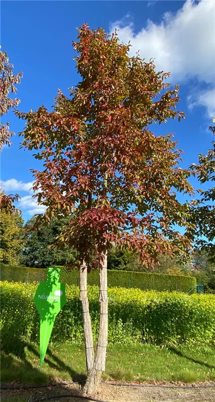 Nyssa sinensis
