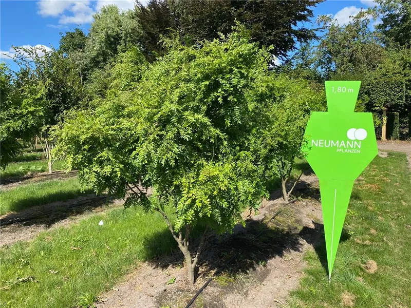 Gleditsia triacanthos 'Elegantissima'