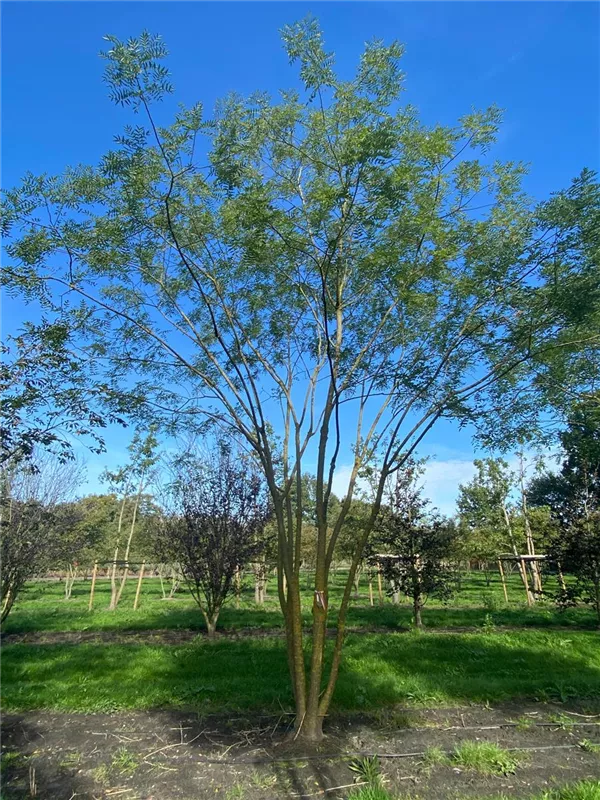 Sophora japonica 'Regent'