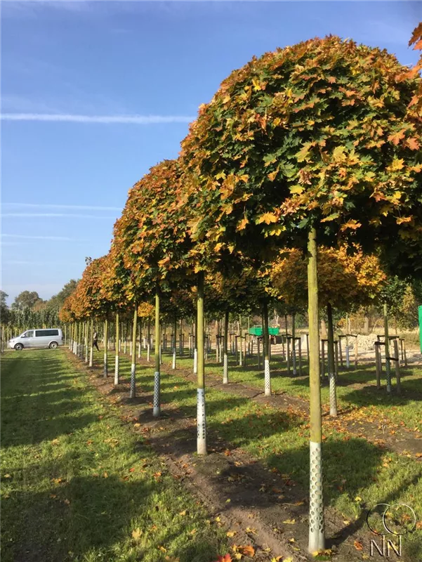 Acer platanoides 'Globosum'