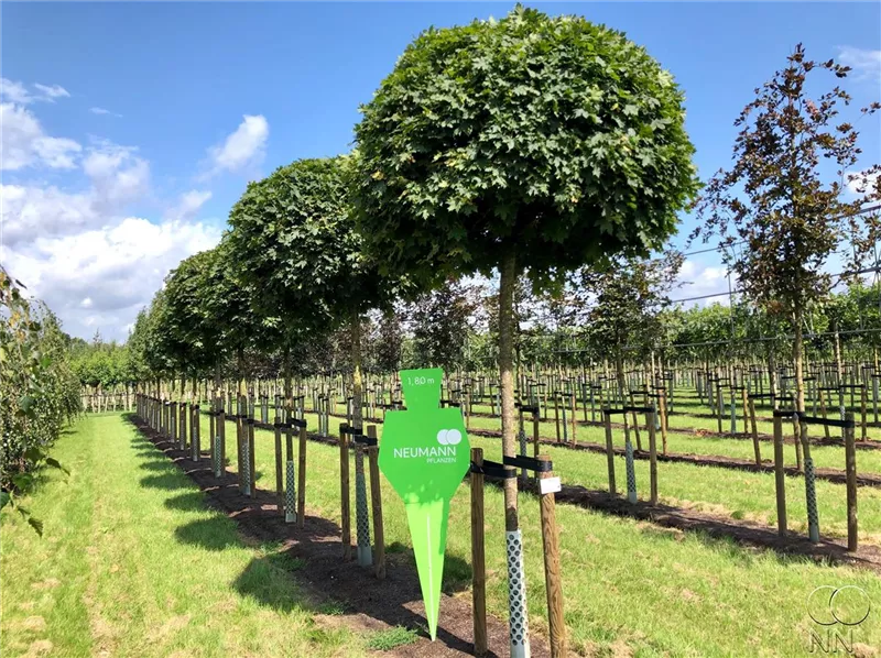 Acer platanoides 'Globosum'