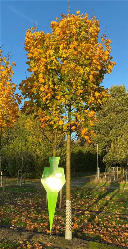 Acer platanoides 'Columnare'