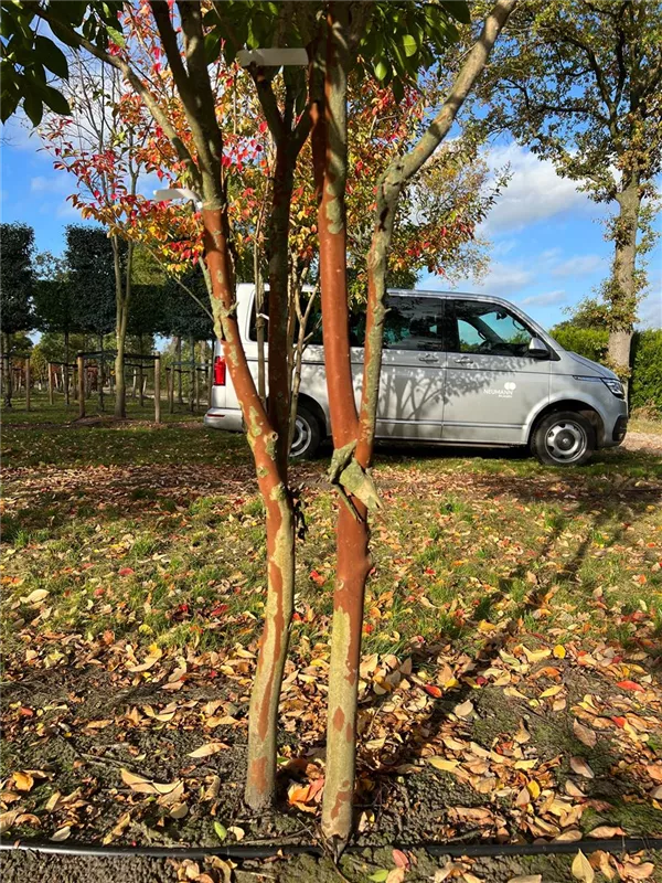 Lagerstroemia indica 'Natchez'