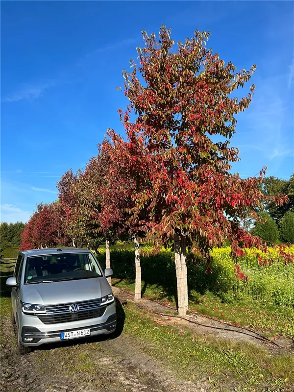 Nyssa sinensis