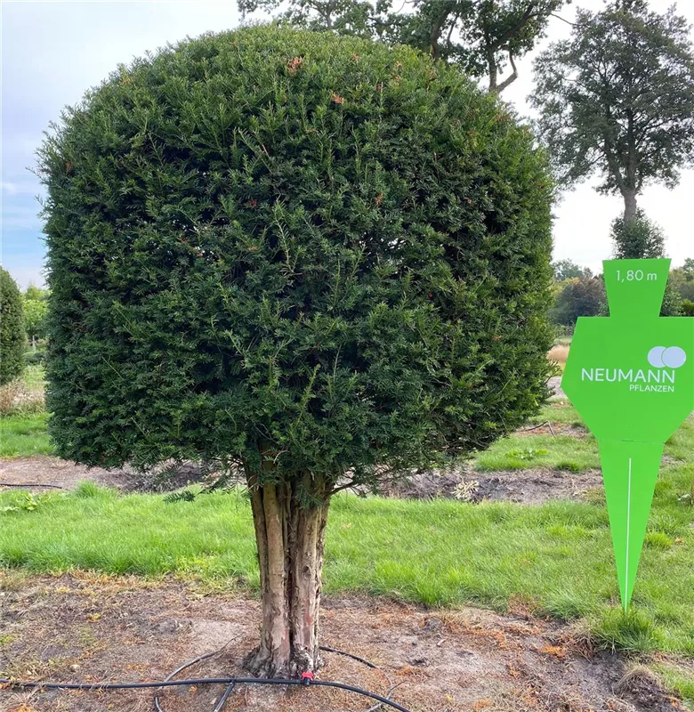 Taxus baccata