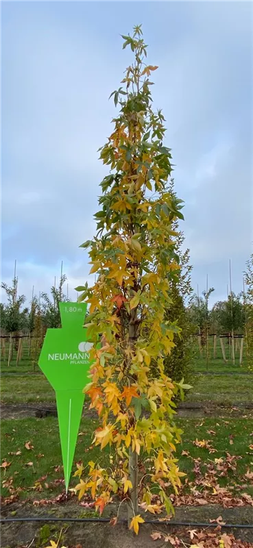 Liquidambar styracifl.'Slender Silhouette'