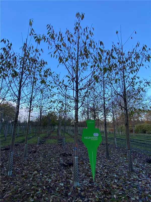 Prunus avium