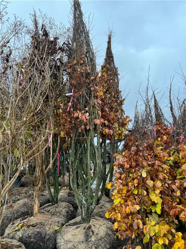 Parrotia persica