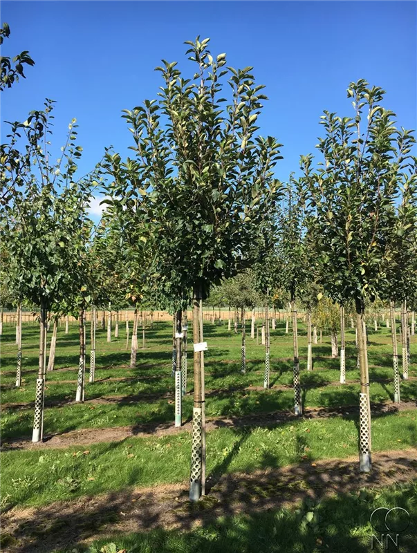 Malus i.S. CAC