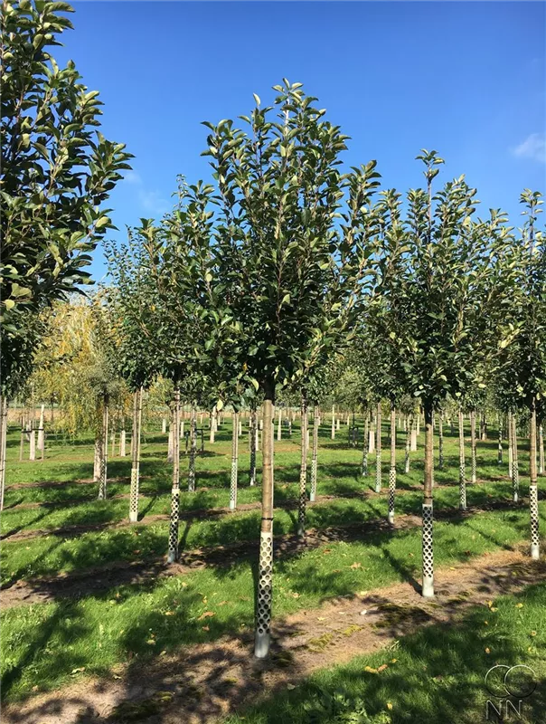 Malus i.S. CAC