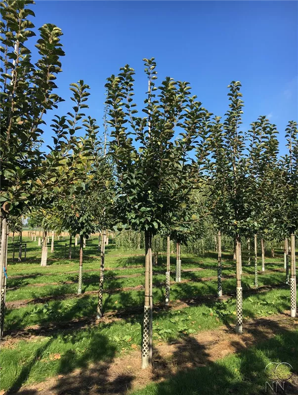 Malus i.S. CAC