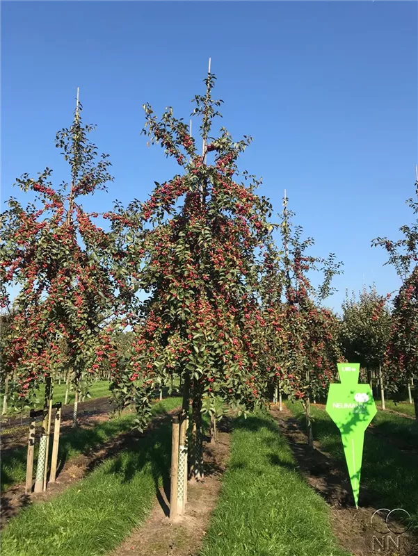 Malus 'Red Sentinel'