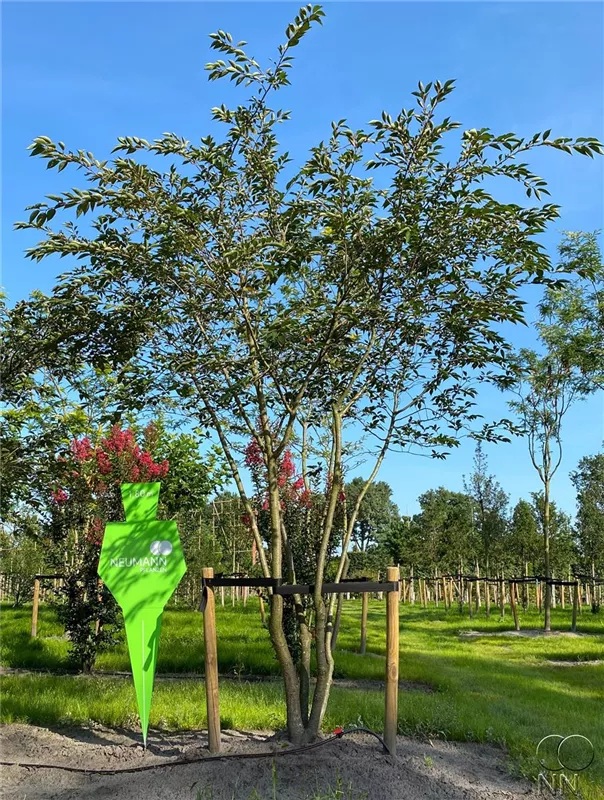 Prunus subhirtella 'Accolade'
