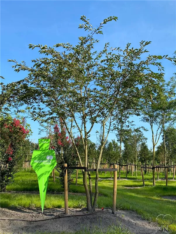 Prunus subhirtella 'Accolade'