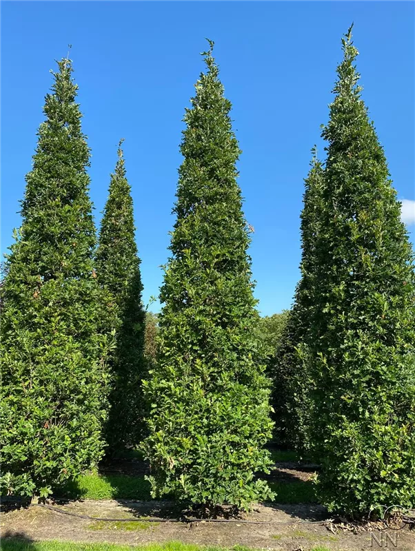 Quercus robur 'Fastigiata Koster'