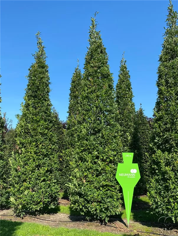 Quercus robur 'Fastigiata Koster'