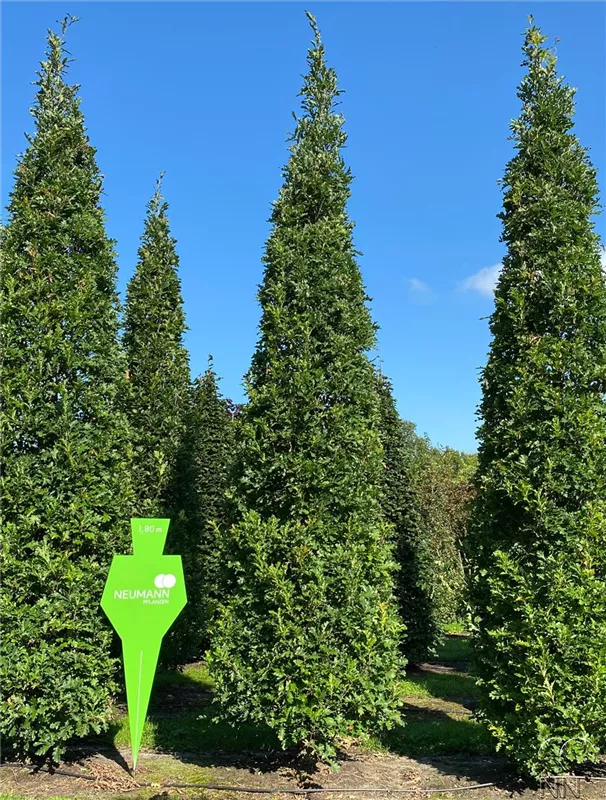Quercus robur 'Fastigiata Koster'