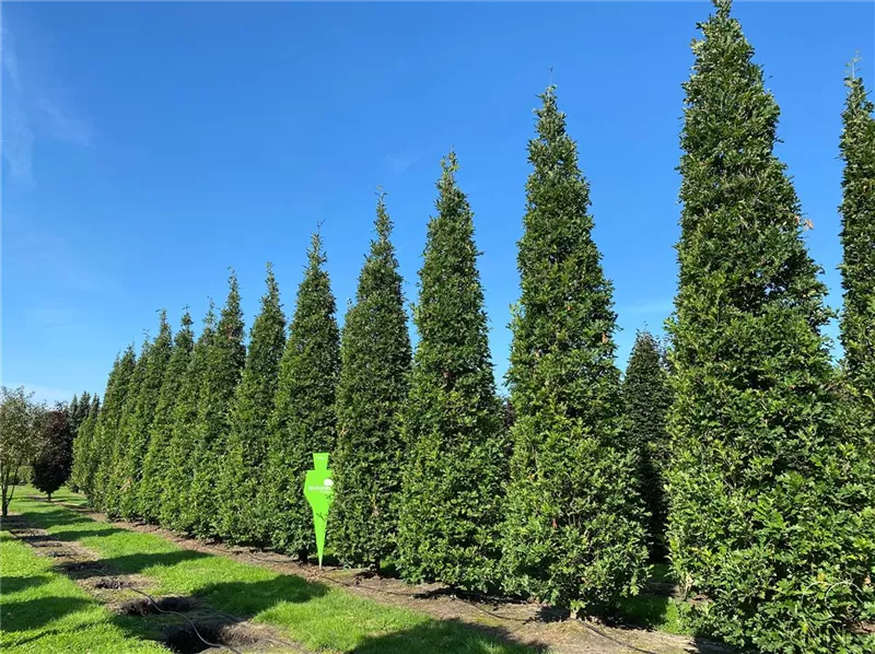 Quercus robur 'Fastigiata Koster'