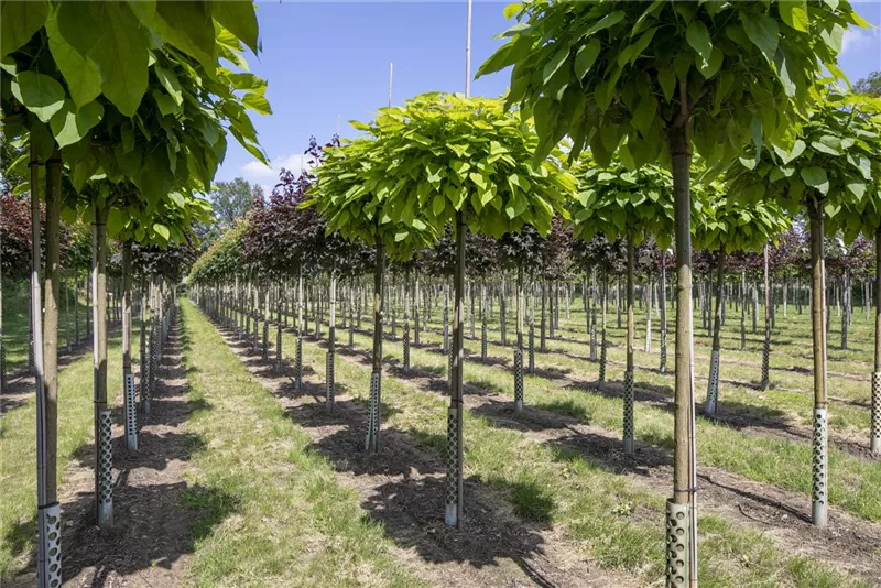 Catalpa bignonioides 'Nana'