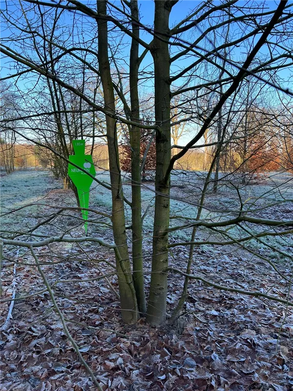 Tilia cordata
