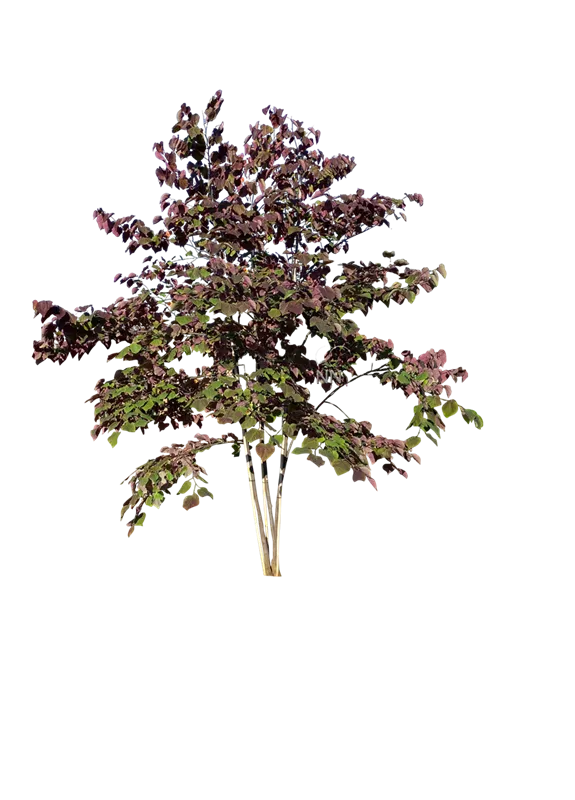 Cercis canadensis 'Forest Pansy'