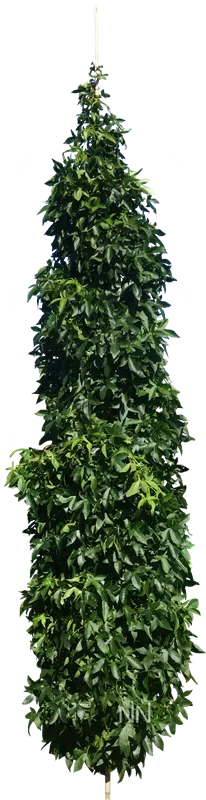 Liquidambar styracifl.'Slender Silhouette'