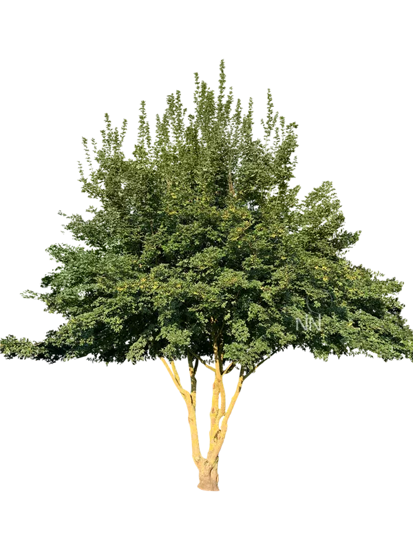 Acer campestre