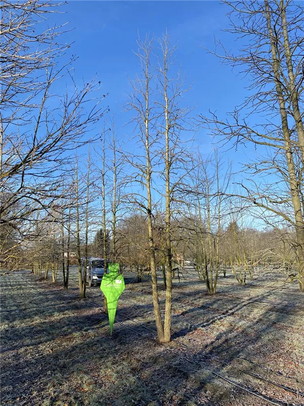 Liquidambar styraciflua