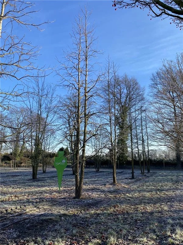 Liquidambar styraciflua