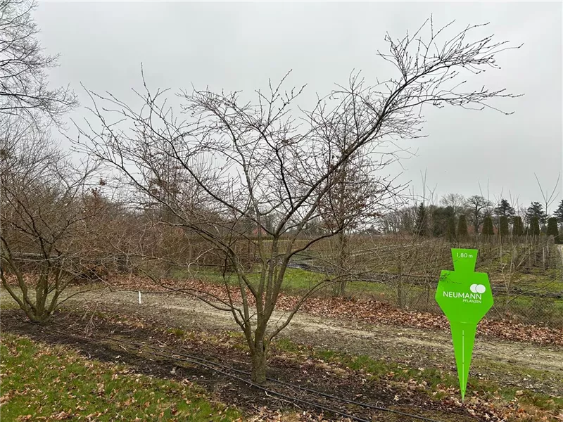 Prunus subhirtella 'Accolade'