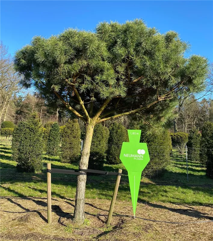 Pinus sylvestris