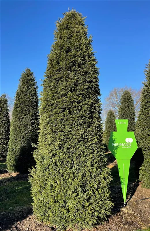 Taxus baccata 'Höpken's Gigant'