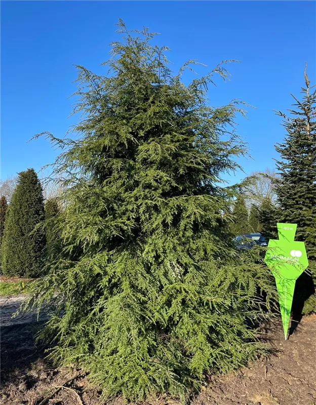Tsuga canadensis