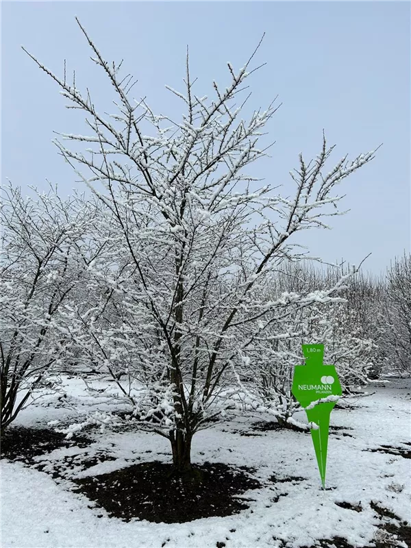 Prunus subhirtella 'Accolade'