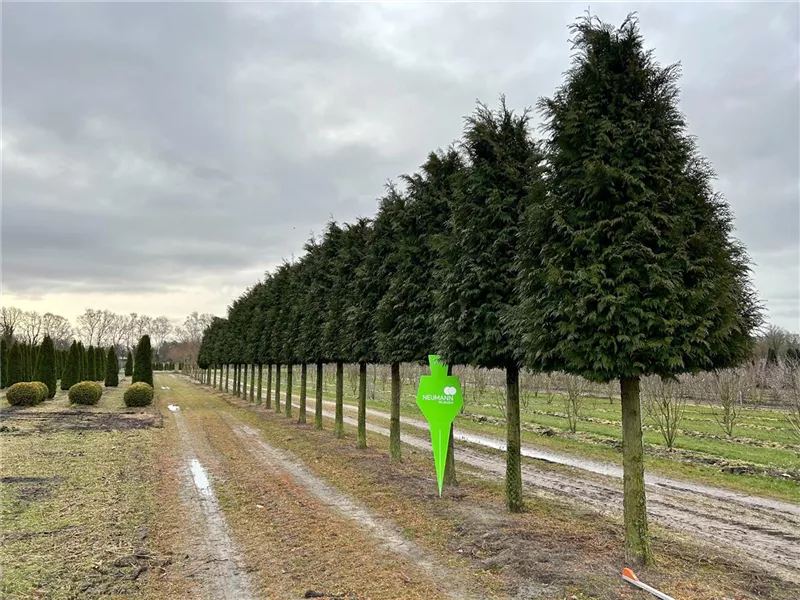 Thuja plicata 'Excelsa'
