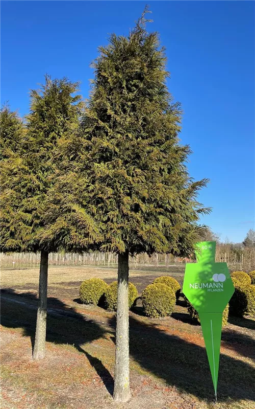 Thuja plicata 'Excelsa'