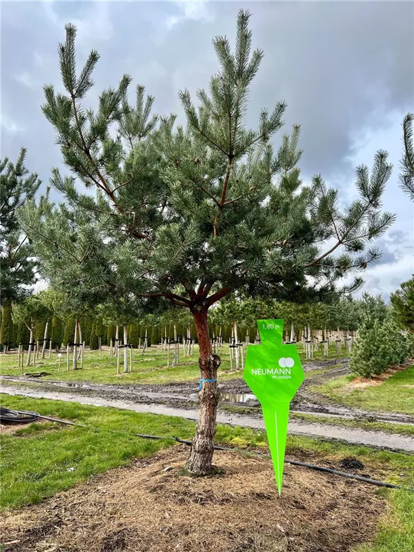 Pinus sylvestris