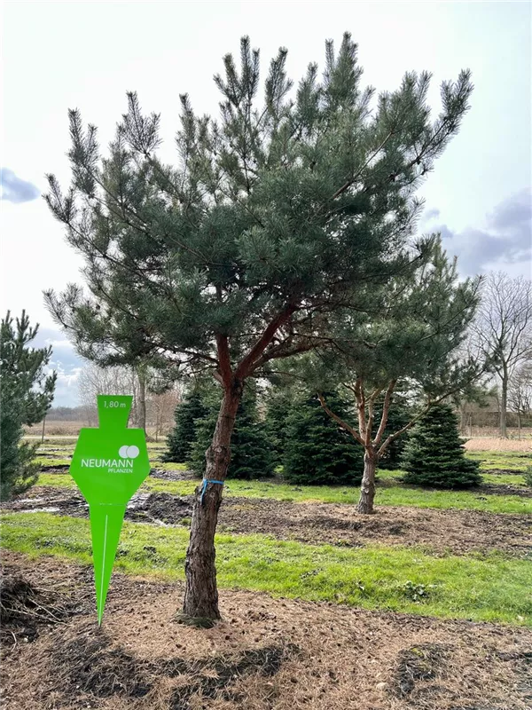 Pinus sylvestris