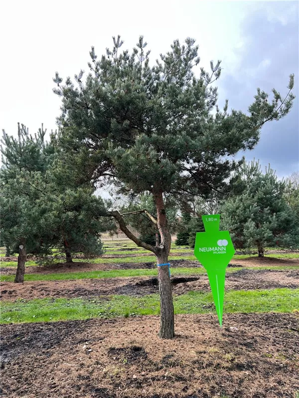 Pinus sylvestris