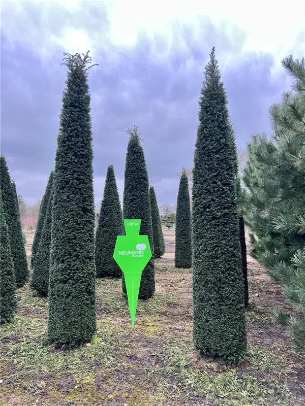 Taxus baccata 'Höpken's Gigant'