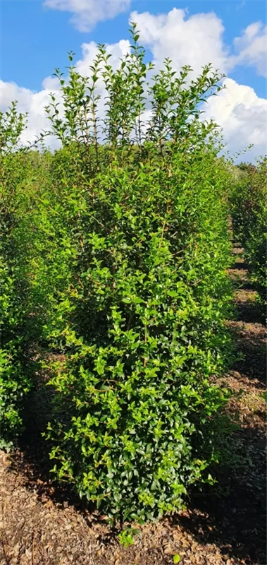 Osmanthus burkwoodii