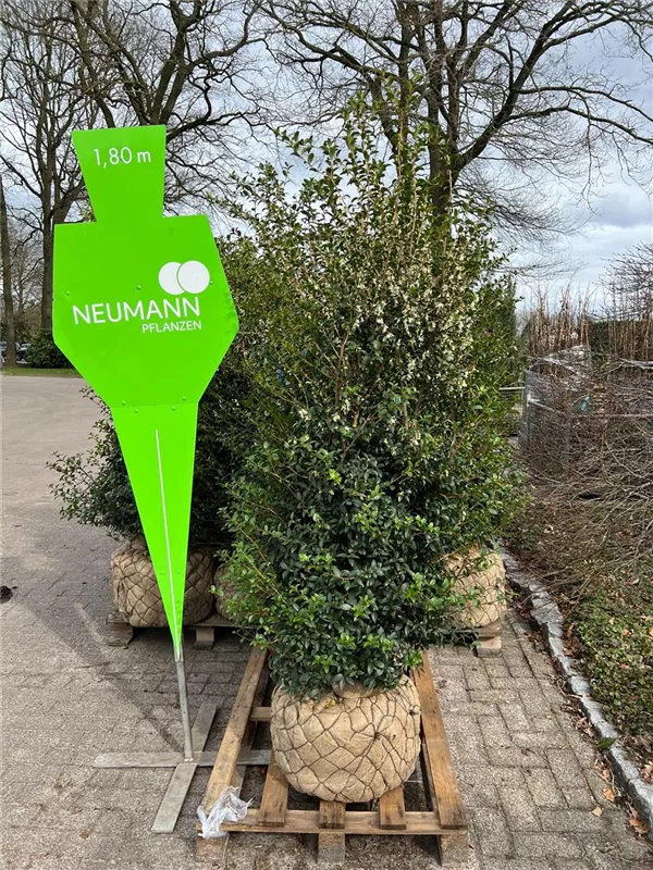 Osmanthus burkwoodii