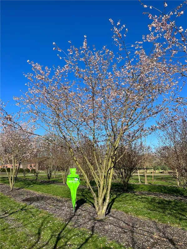 Prunus subhirtella 'Accolade'