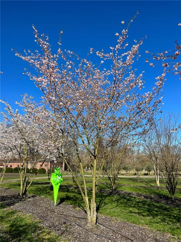 Prunus subhirtella 'Accolade'