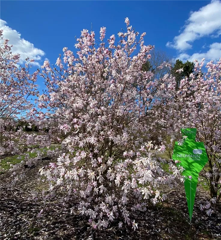 Magnolia loebneri 'Leonard Messel'