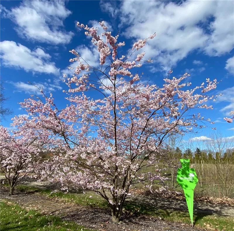 Prunus subhirtella 'Accolade'